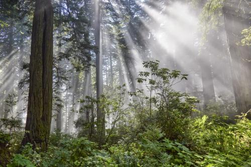 Redwood sunbeams, Humboldt, California