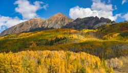 Peak aspens near Crested Butte, Colorado