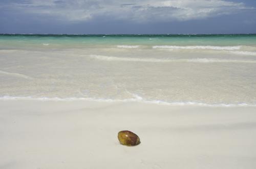 Coconut washed ashore on Galu Beach, Kenya