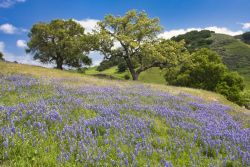 California lupines and majestic oaks